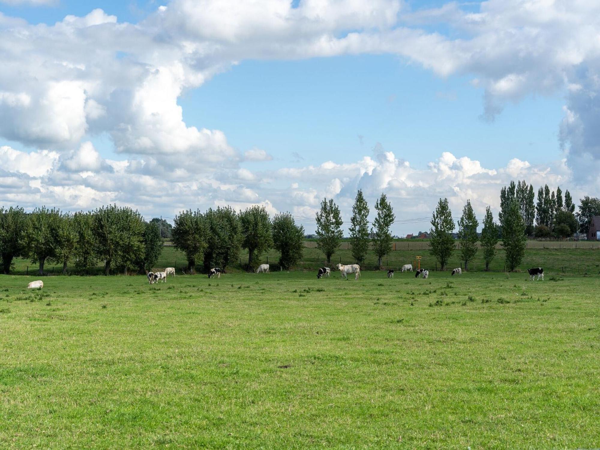 Spacious Holiday Home With Pond In Poperinge Roesbrugge-Haringe Eksteriør billede